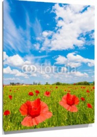 Lienzo Amapolas en campo verde y cielo nubes